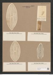Navicula sp. (de-Toni-Nr.: Genus 1) Zeichnungen Sammlung Grunow Nr. 1561 (NHMW-BOT-W0368230)